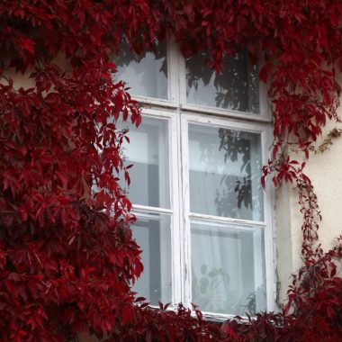 red plant and white glass panel window