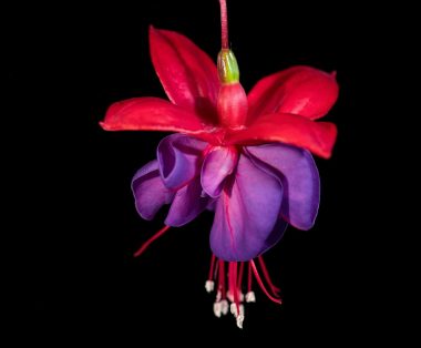 a red and purple flower hanging from a black background
