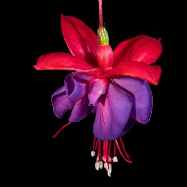a red and purple flower hanging from a black background