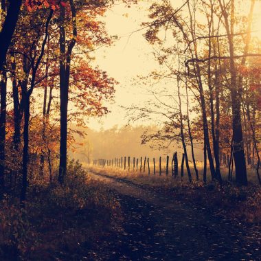 pathway between inline trees during golden hour