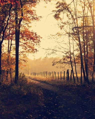 pathway between inline trees during golden hour