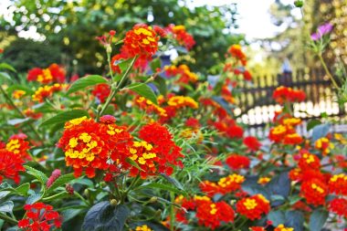 Zomers terras met kleurrijke kussens, terracotta potten en groene beplanting