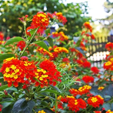 Zomers terras met kleurrijke kussens, terracotta potten en groene beplanting