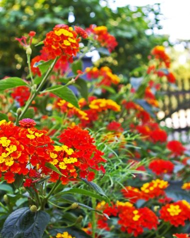 Zomers terras met kleurrijke kussens, terracotta potten en groene beplanting